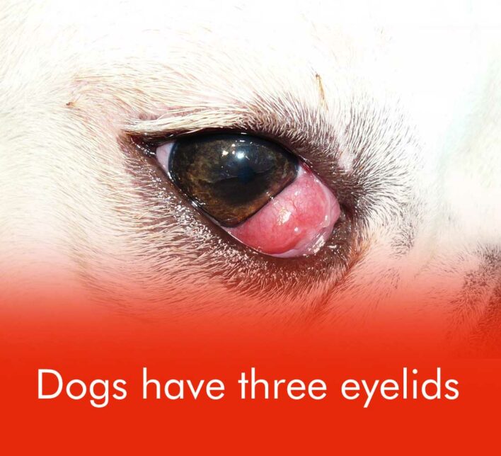 dog one pupil larger than other dog one pupil larger than other