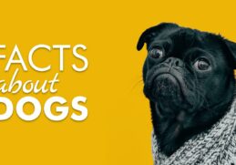 Interesting Facts About Dogs