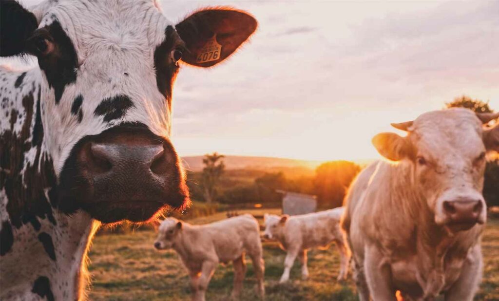 Milk Production