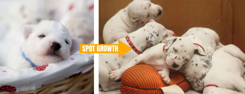 Dalmatian Spot Growth