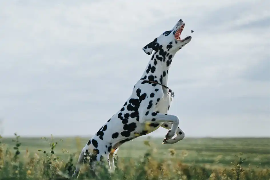 Dalmatians are Highly Energetic Dogs