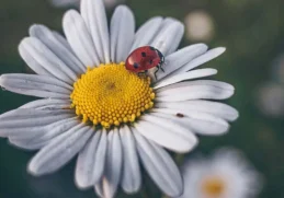 Interesting Facts About Ladybugs