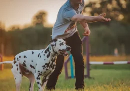 Interesting Facts about Dalmatians