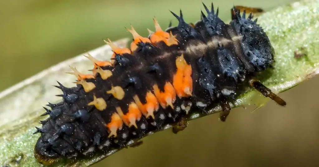 Ladybug Larvae Resemble Tiny Alligators
