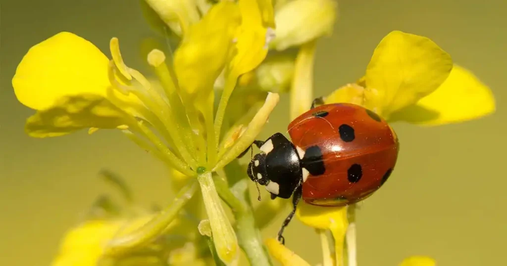 Ladybugs Are Attracted to the Yellow Color