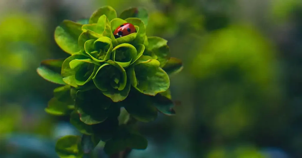 Ladybugs Are a Valuable Asset to Gardens and Landscapes
