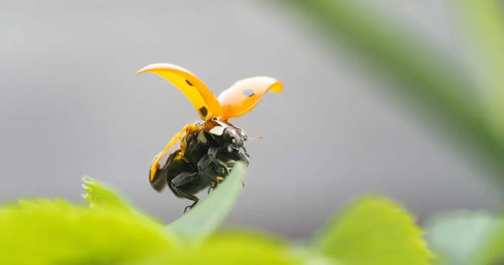 Ladybugs Can Fly, But Don't Fly Well