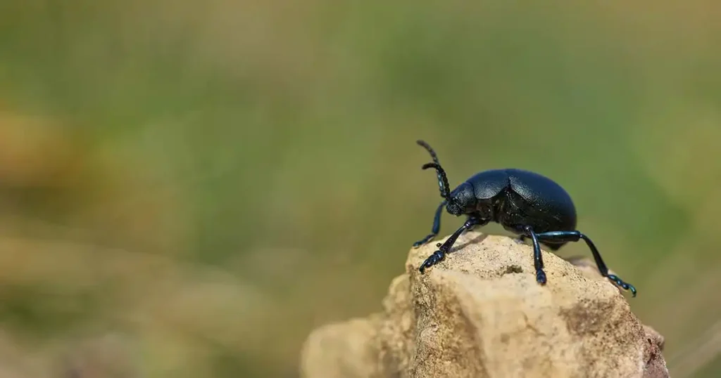 Ladybugs are not actually bugs, but beetles