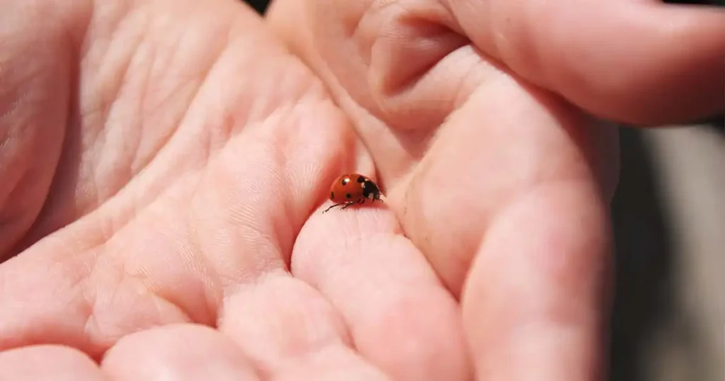 Ladybugs release a foul-smelling liquid when they are threatened