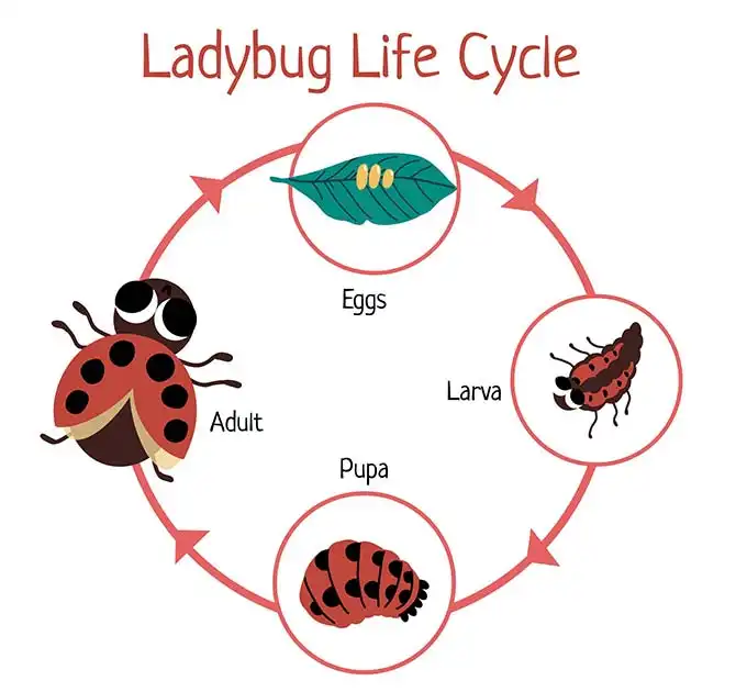 The Life Cycle of a Ladybug