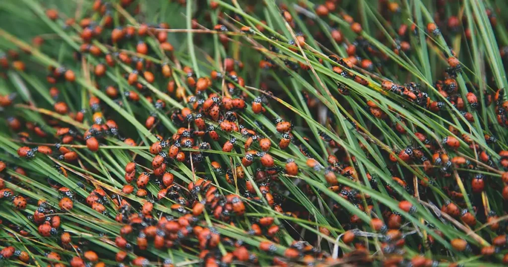 There are over 5,000 species of ladybugs in the world