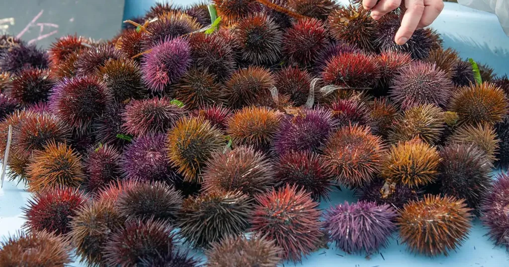 Sea Urchins