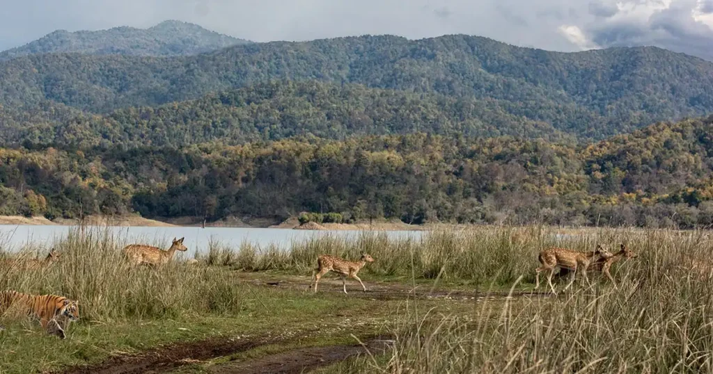 Wildlife Conservation