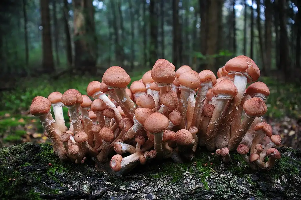 Armillaria Ostoyae
