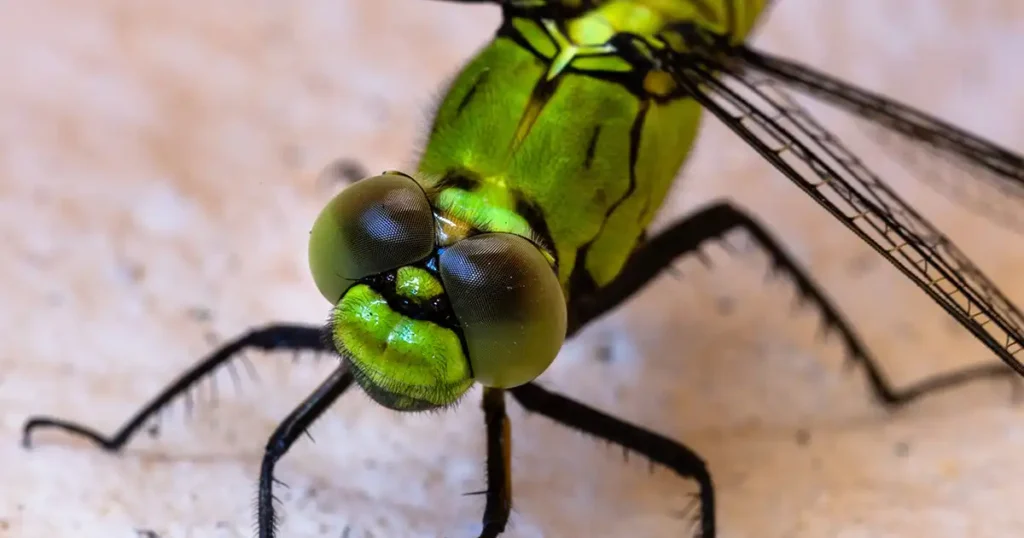 Dragonflies' 360-Degree Vision