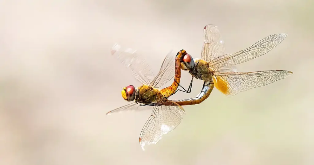 Dragonflies' Love in the Air