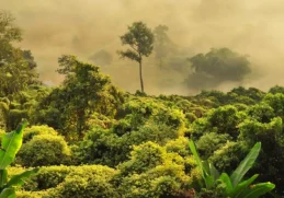 Fascinating Facts About Forests