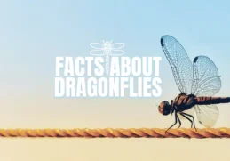 Interesting Facts about Dragonflies