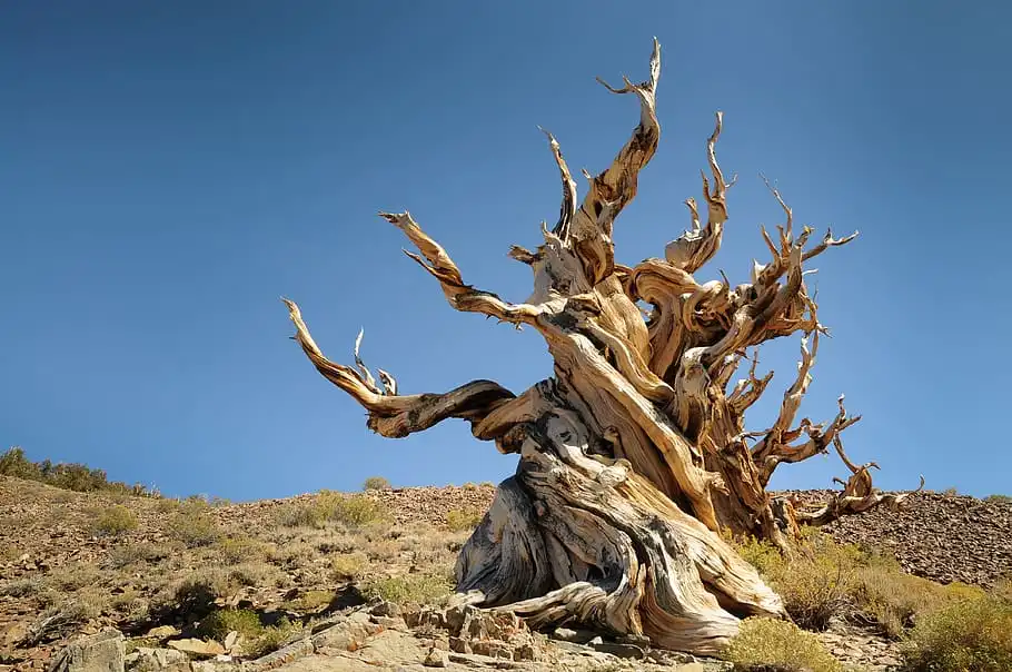 Methuselah