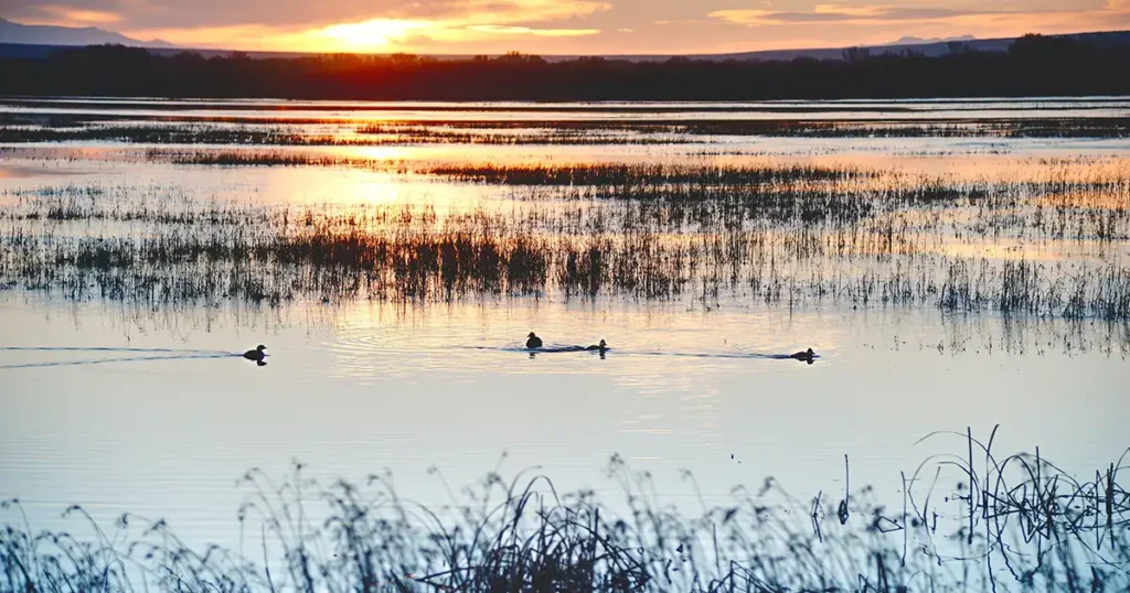 The Bosque del Apache