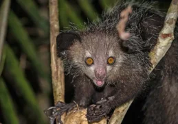 Facts About Aye-Aye
