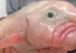 Facts about Blobfish