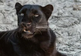 Facts about Black Panthers