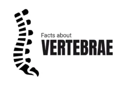 Facts about Vertebrae