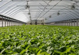 Interesting Facts about Aquaponics