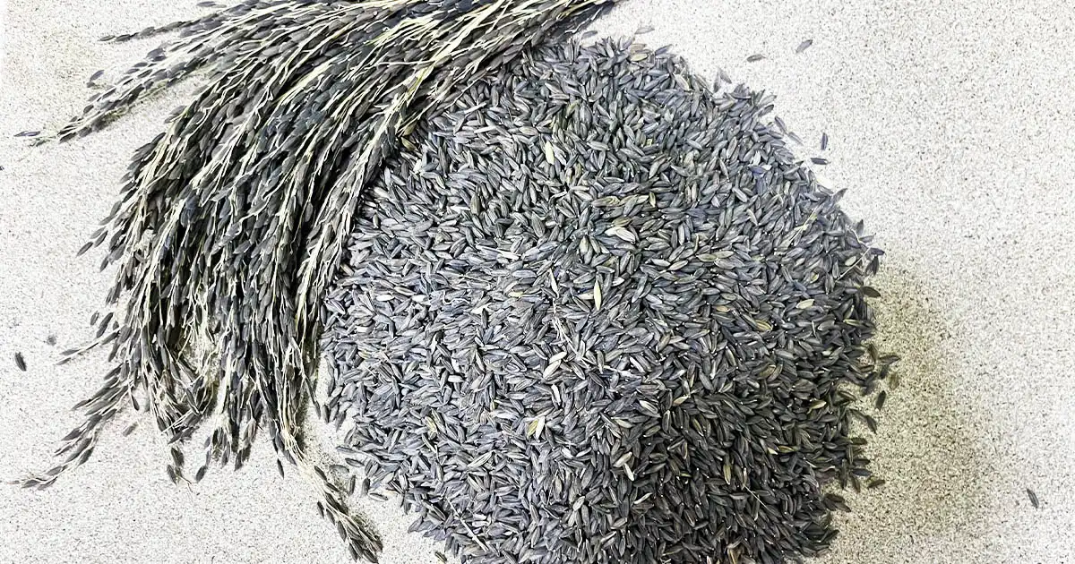 Facts About Kalanamak Rice