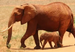 25 Amazing Facts about Elephants