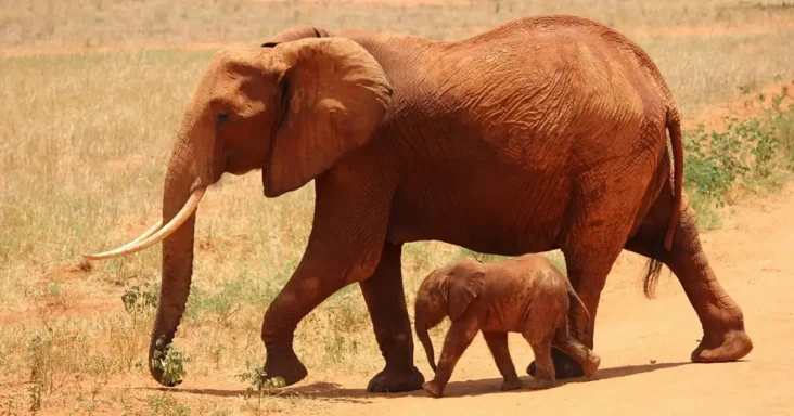 25 Amazing Facts about Elephants