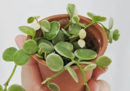 Benefits of Indoor Plantsy