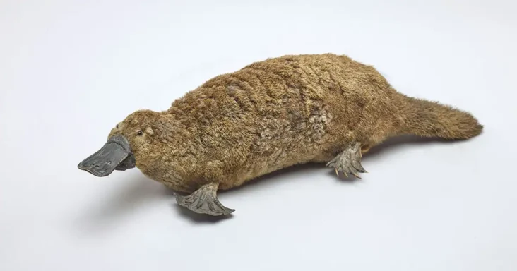 Facts About Platypus