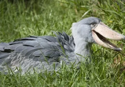 Facts about Shoebill