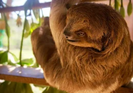 Facts about Sloths