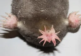 Facts about Star-Nosed Mole