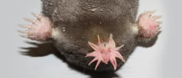 Facts about Star-Nosed Mole