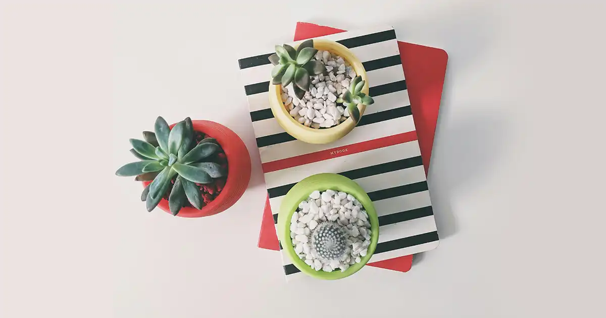 Fascinating Facts About Succulents copy