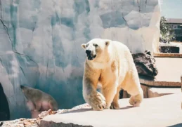 Polar Bear Facts