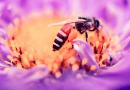 The Role of Bees in the Garden