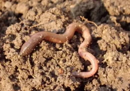 The Secret Life of Earthworms