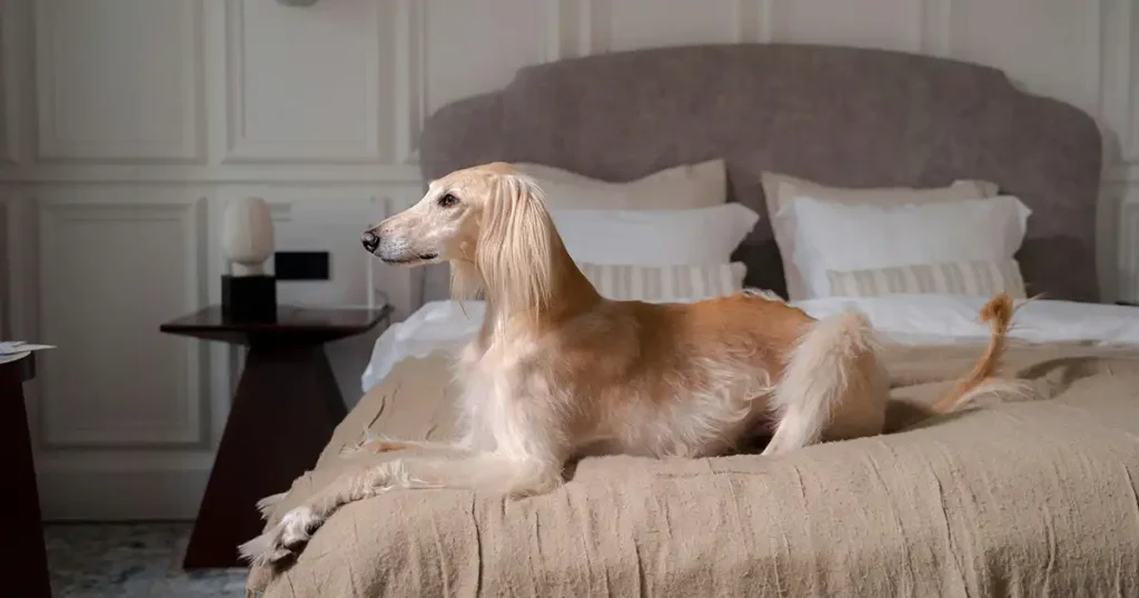 Afghan Hound