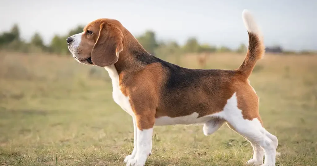 Beagle