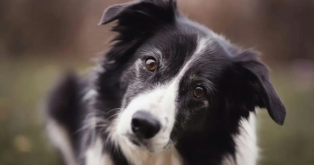 Border Collie