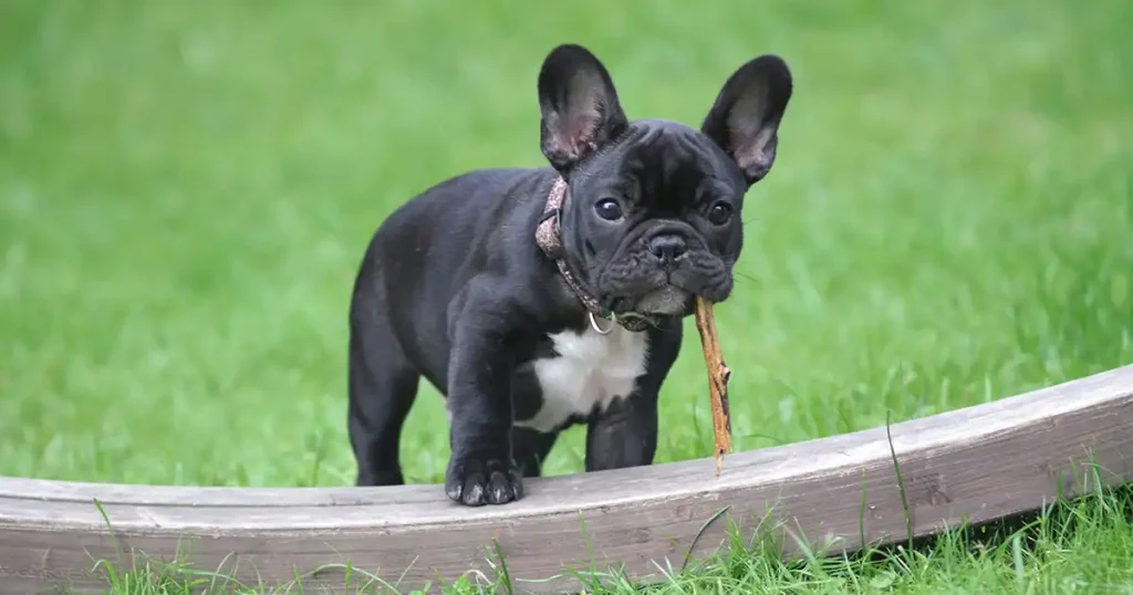 Bulldog