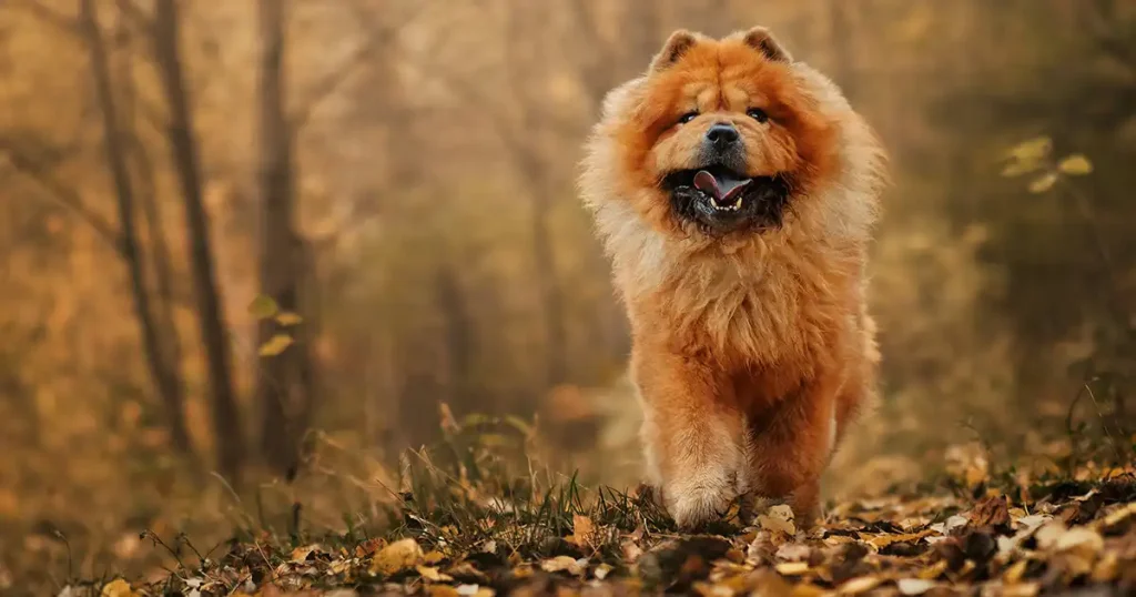 Chow Chow