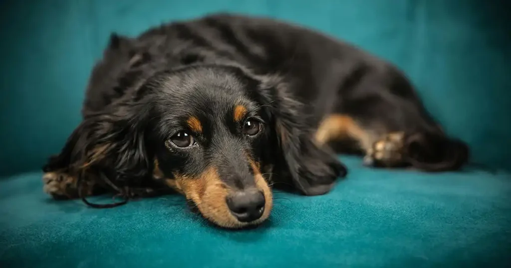 Dachshund