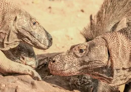 Facts About Komodo Dragon