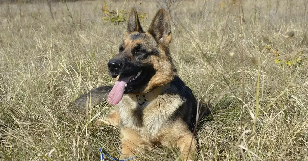 German Shepherds